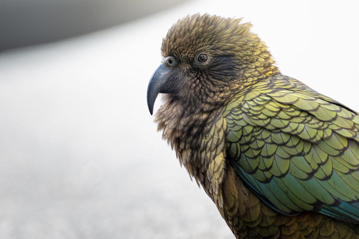 Kea - ML643634816