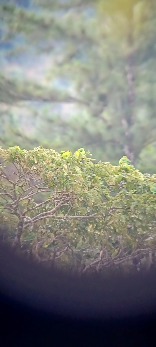 Orange-chinned Parakeet - ML643634832