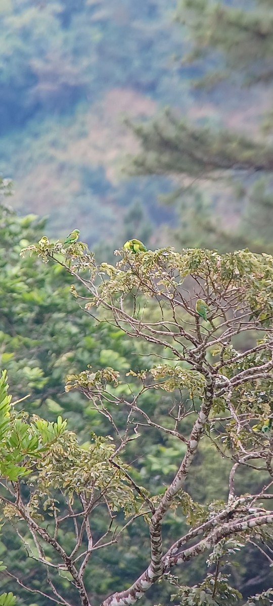 Orange-chinned Parakeet - ML643634833