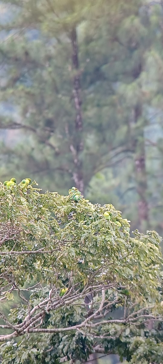 Orange-chinned Parakeet - ML643634834