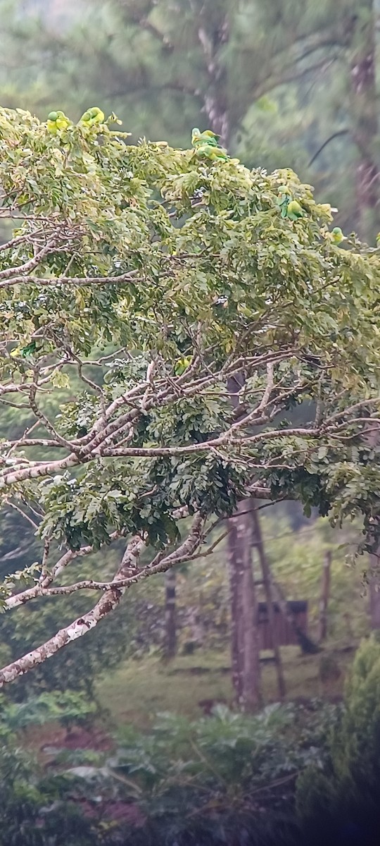 Orange-chinned Parakeet - ML643634835