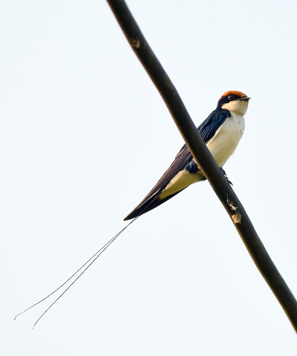 Wire-tailed Swallow - ML643634919