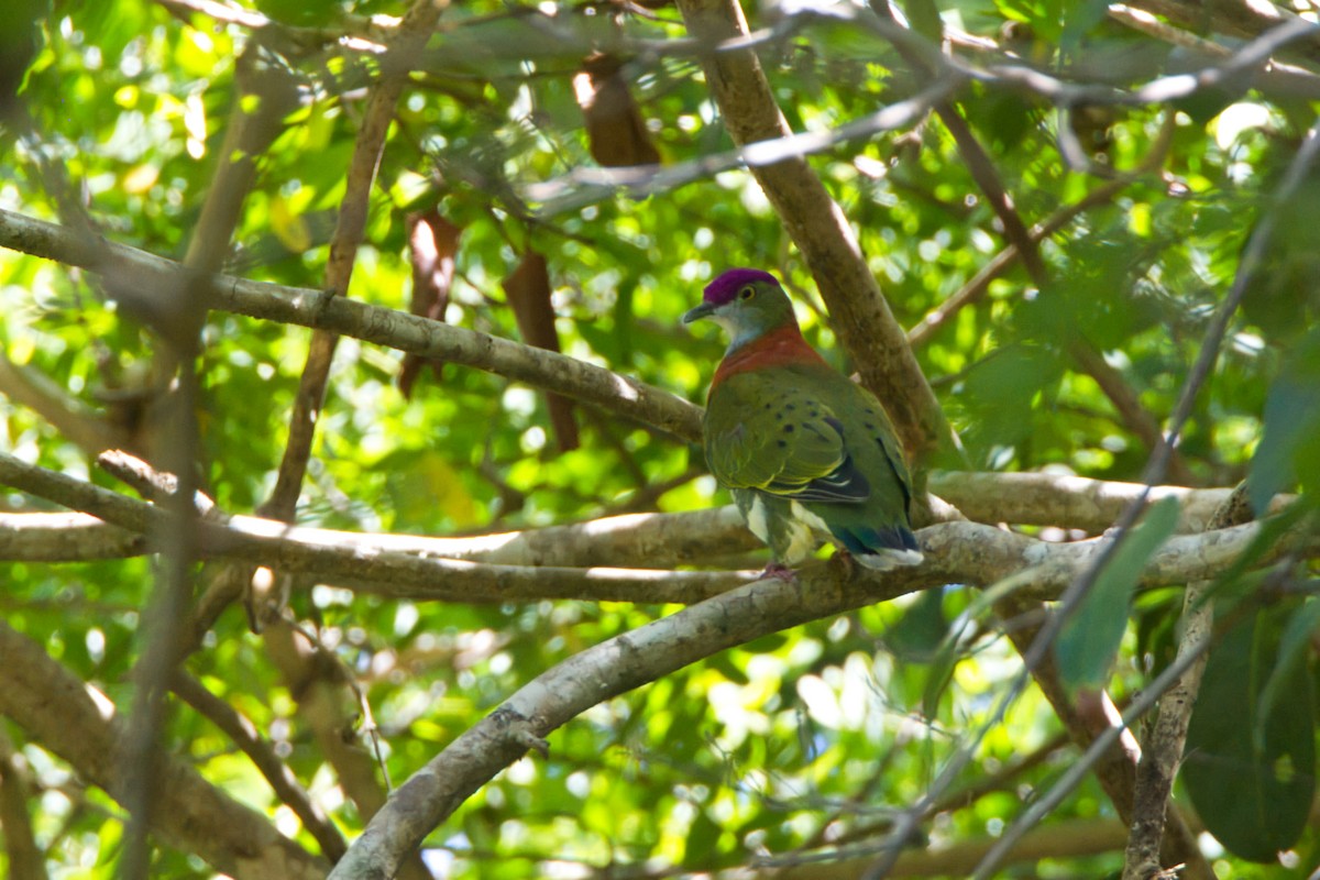 Superb Fruit-Dove - ML643634947