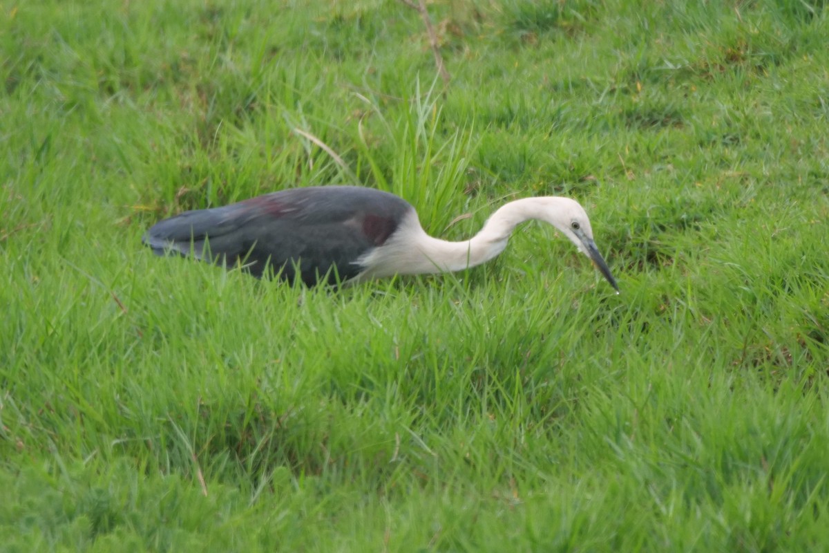 Pacific Heron - ML643634967