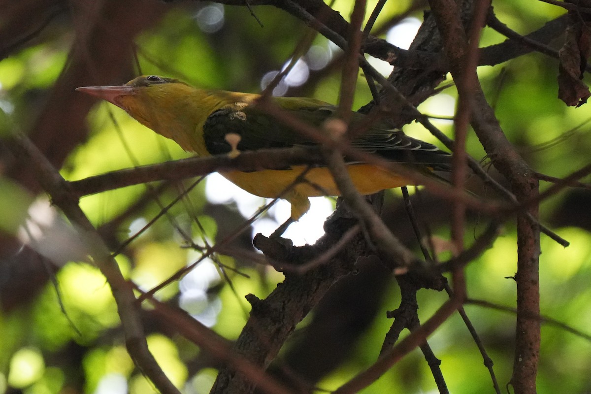 Indian Golden Oriole - ML643634973
