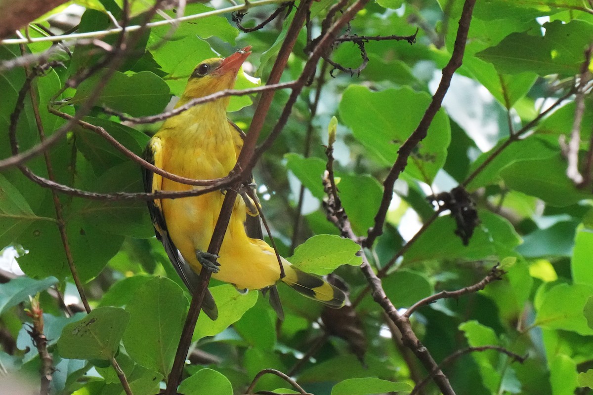 Indian Golden Oriole - ML643634974
