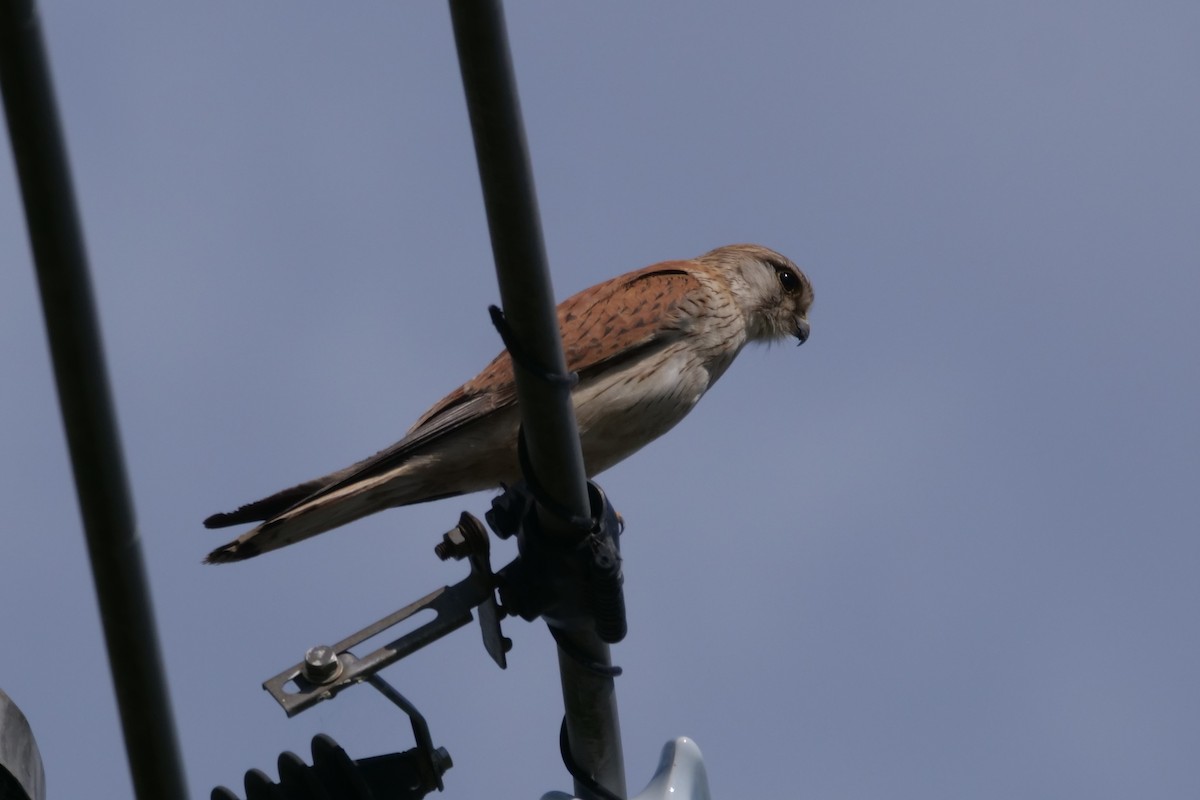Nankeen Kestrel - ML643634978