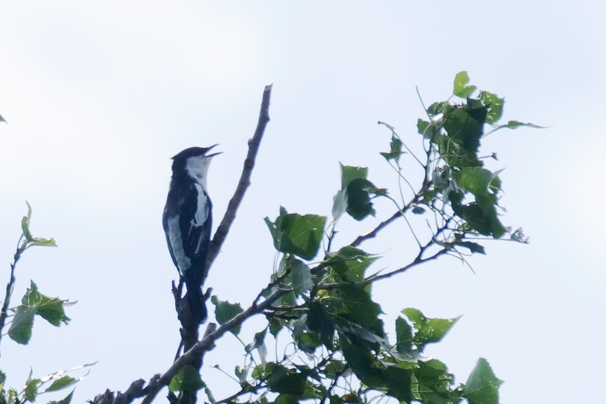 Oruguero Tricolor - ML643634997