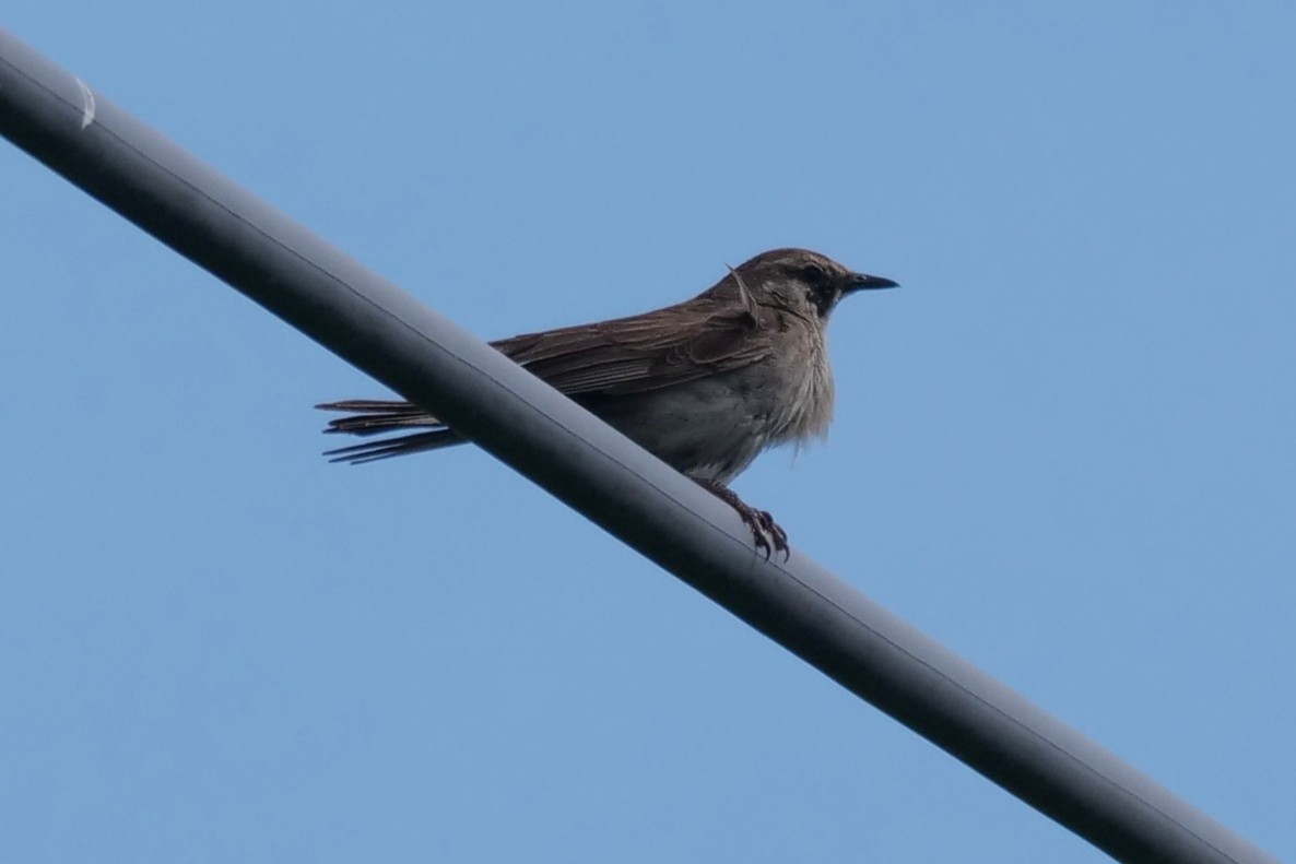 Brown Songlark - ML643635007