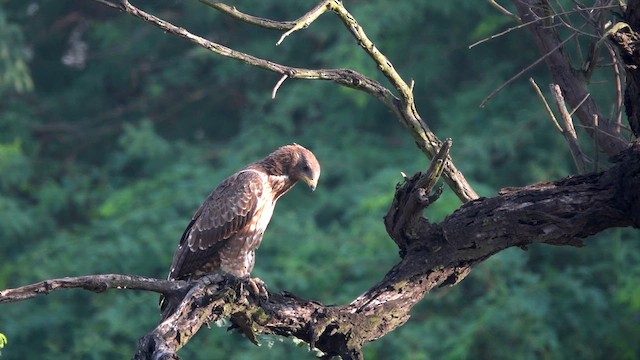 Oriental Honey-buzzard - ML643635009