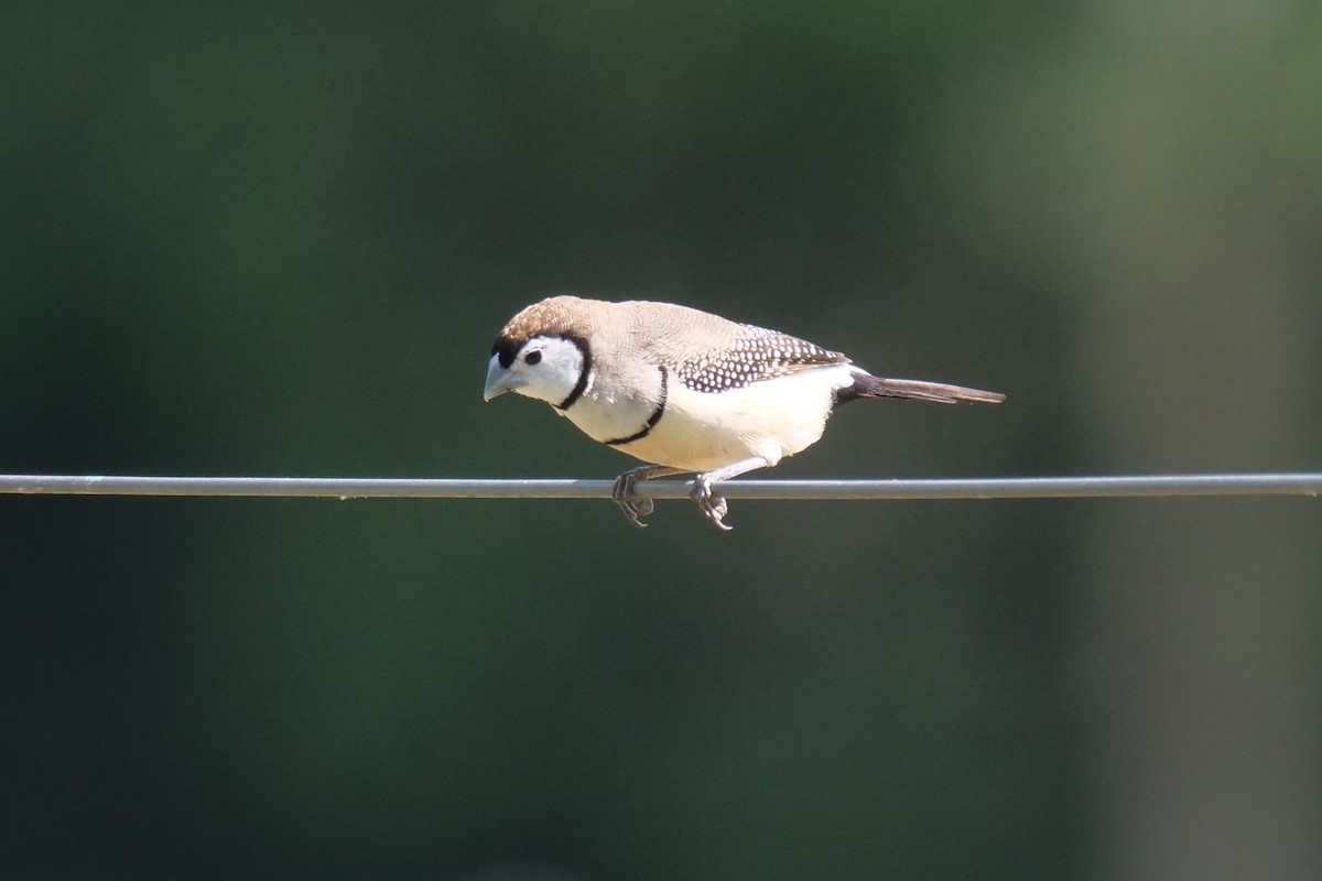 Double-barred Finch - ML643635026
