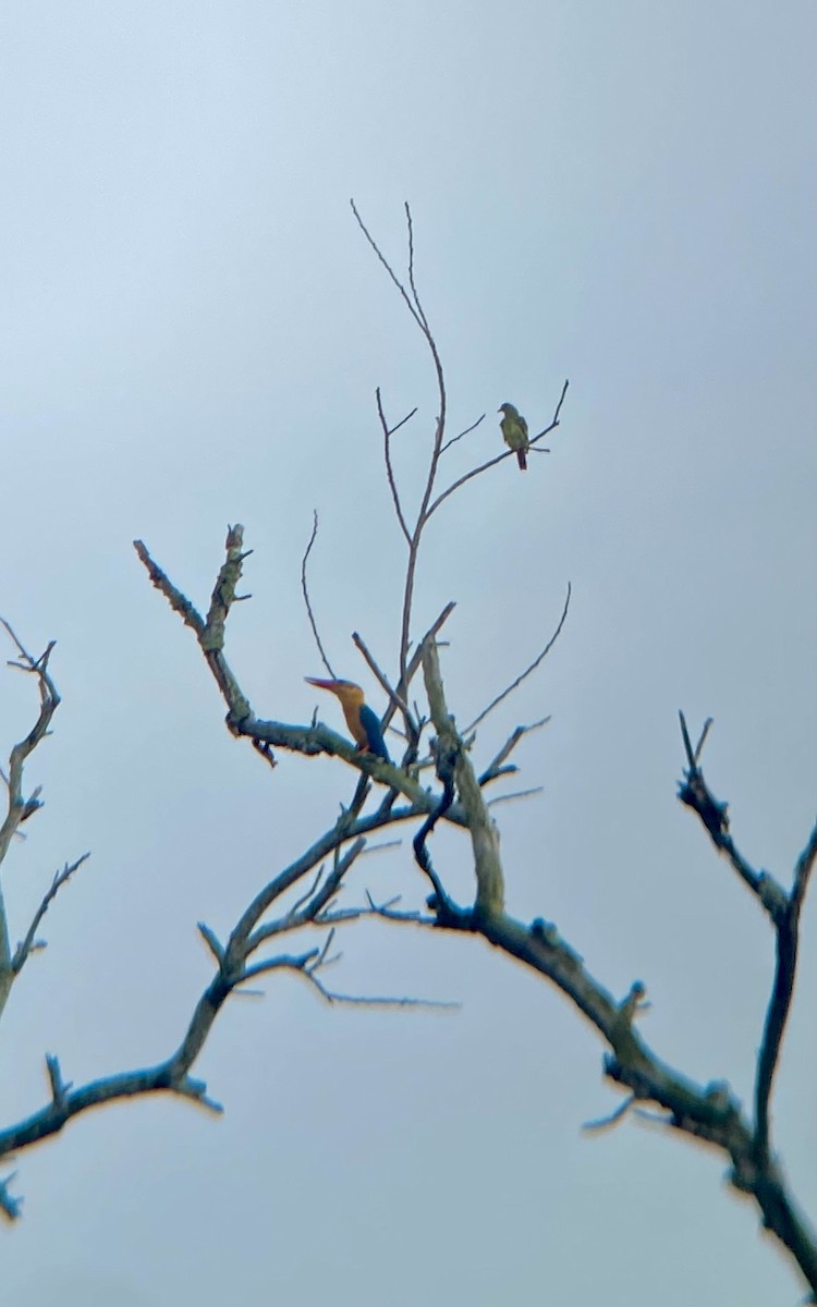 コウハシショウビン - ML643635034