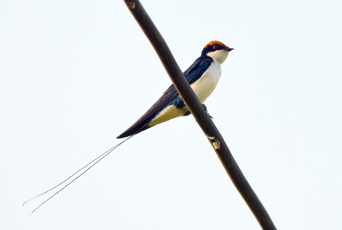 Wire-tailed Swallow - ML643635054