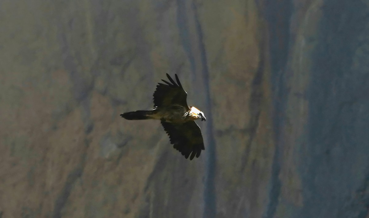 Bearded Vulture - ML643635073