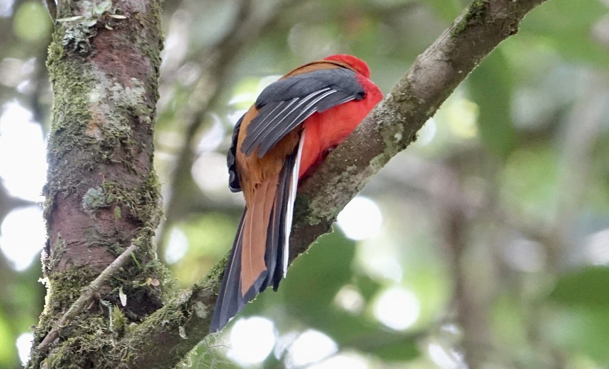 Whitehead's Trogon - ML643635085
