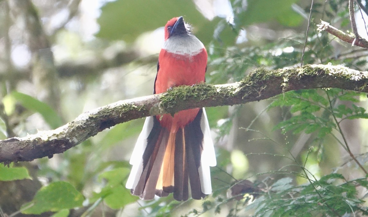 Whitehead's Trogon - ML643635086