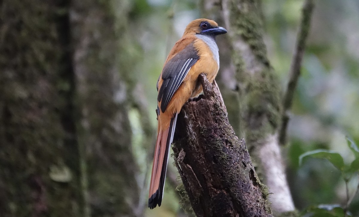 Whitehead's Trogon - ML643635087