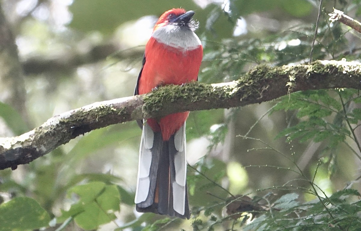 Whitehead's Trogon - ML643635088