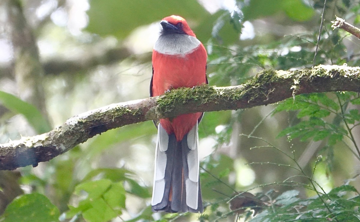 Whitehead's Trogon - ML643635089