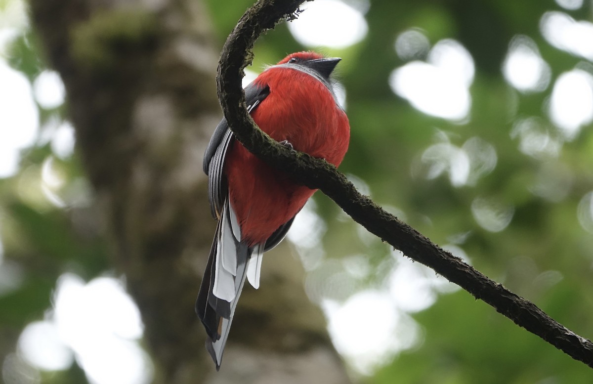 Whitehead's Trogon - ML643635090