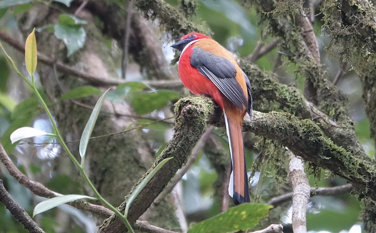 Whitehead's Trogon - ML643635091