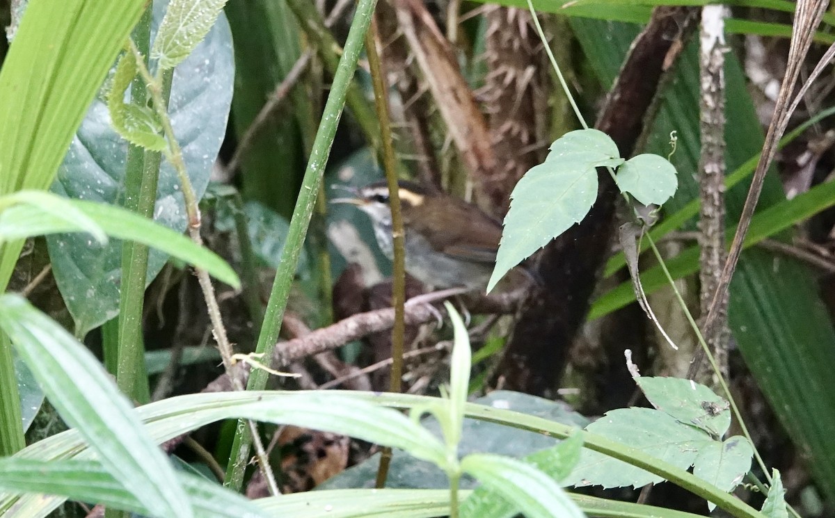 Bornean Stubtail - ML643635094