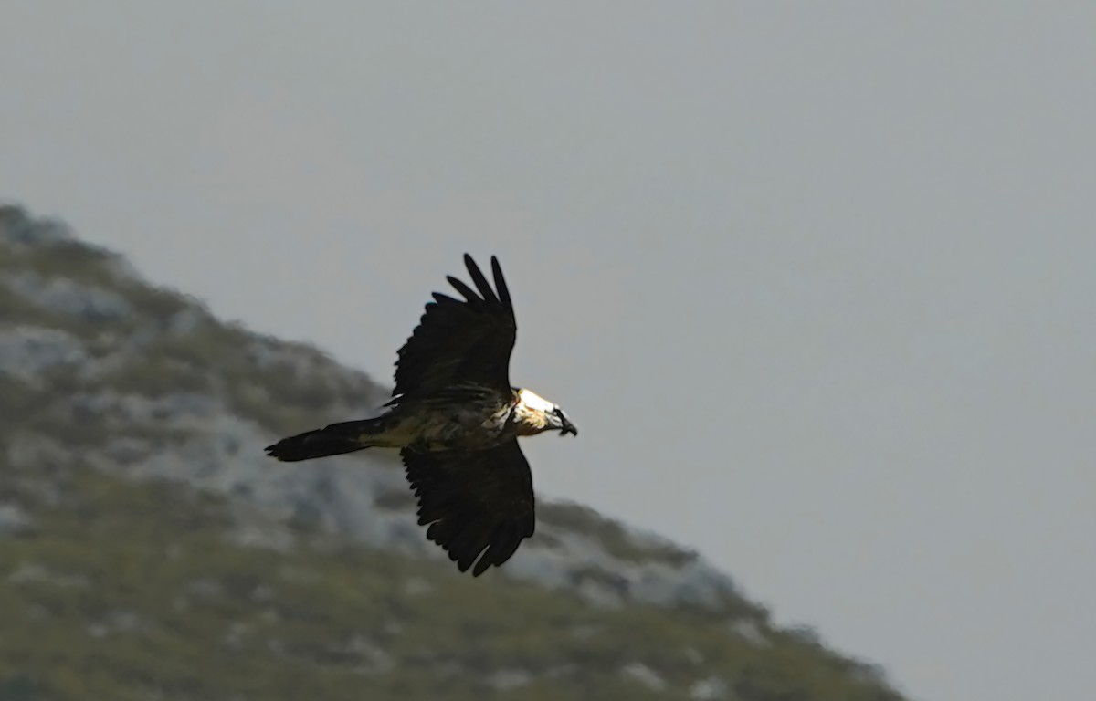 Bearded Vulture - ML643635097