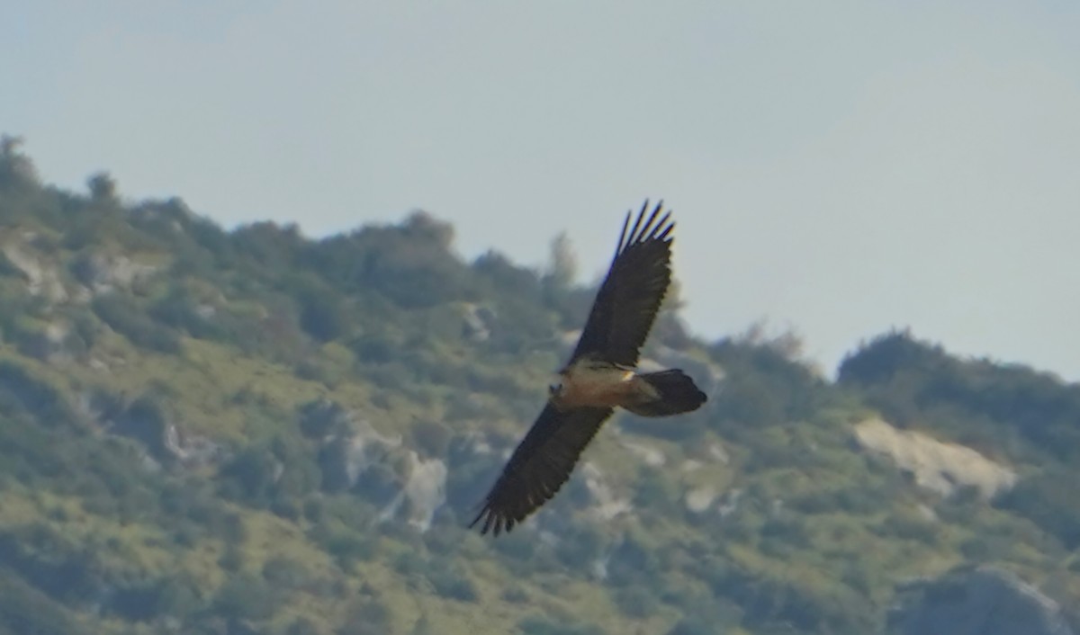 Bearded Vulture - ML643635098