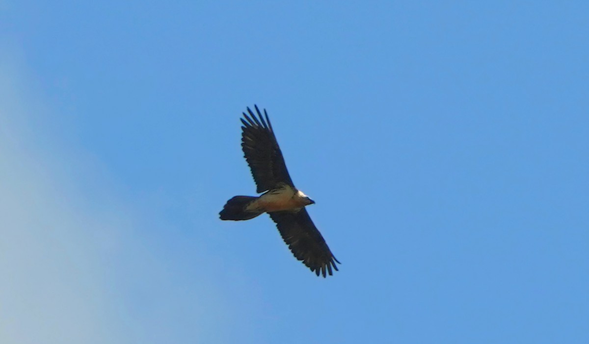 Bearded Vulture - ML643635099