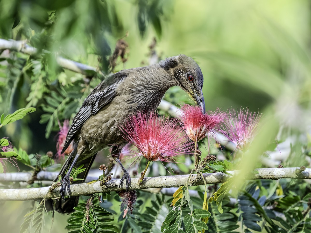 New Caledonian Friarbird - ML643635118