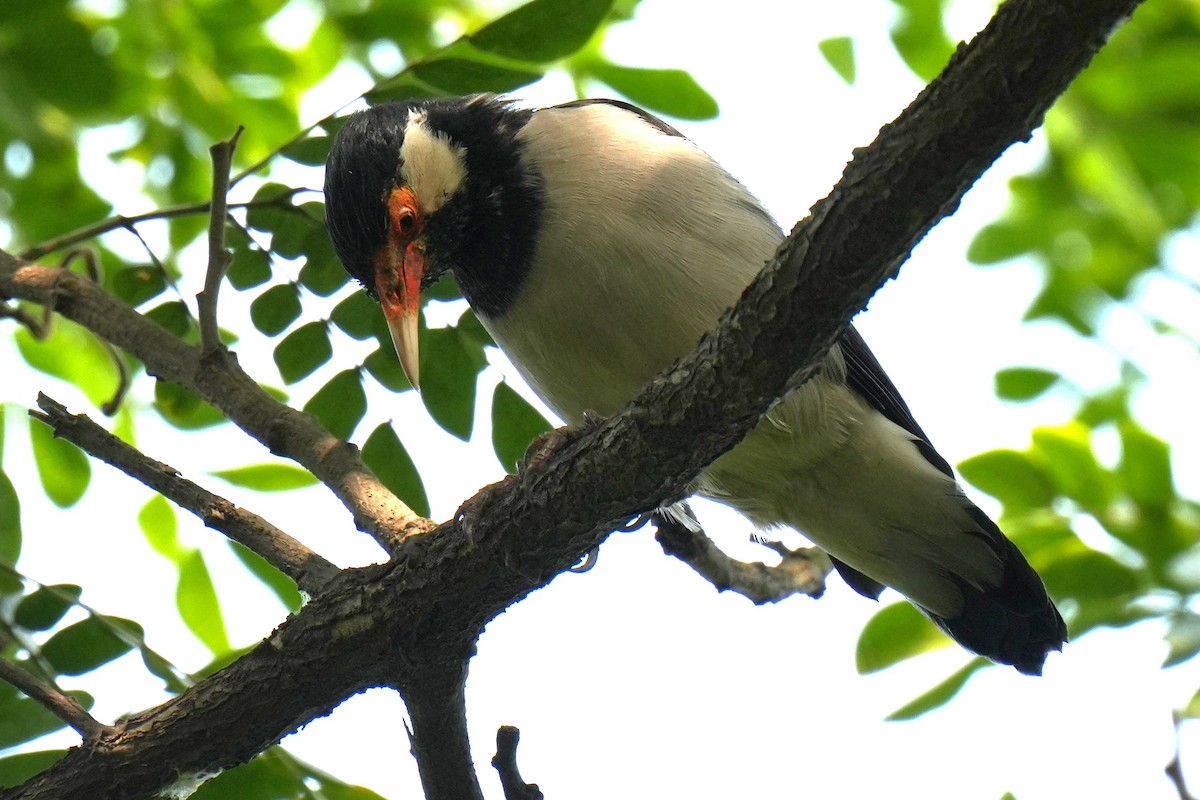 Indian Pied Starling - ML643635159