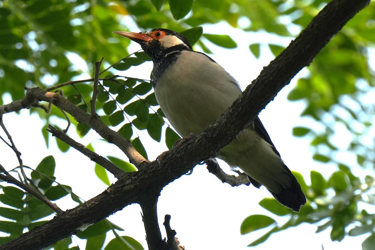 Indian Pied Starling - ML643635160