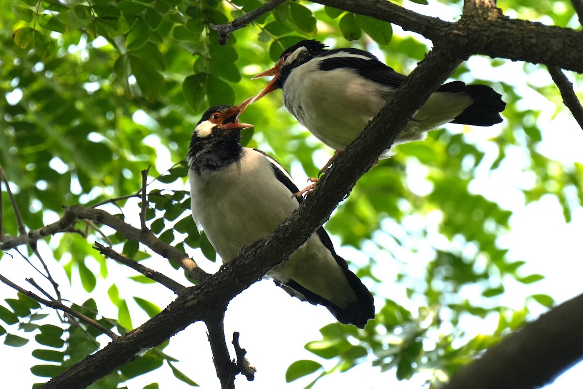 Indian Pied Starling - ML643635161