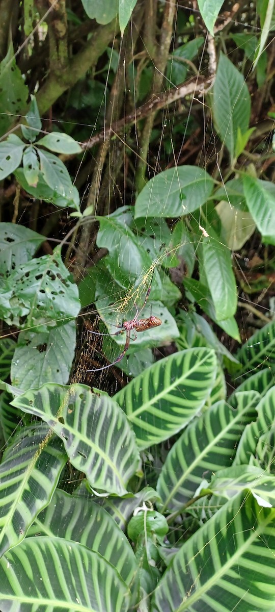 Animals - ML643635167