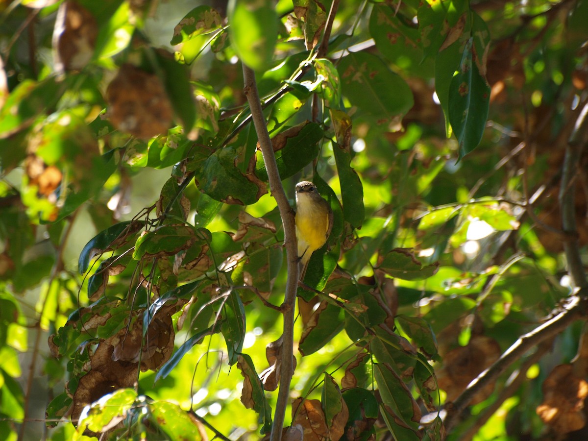 Lemon-bellied Flyrobin - ML643635185