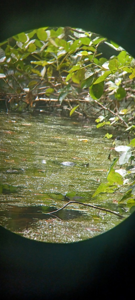 Animals - ML643635190