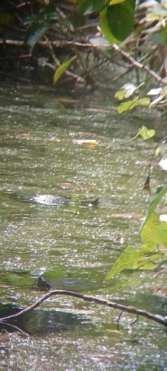 Animals - ML643635191