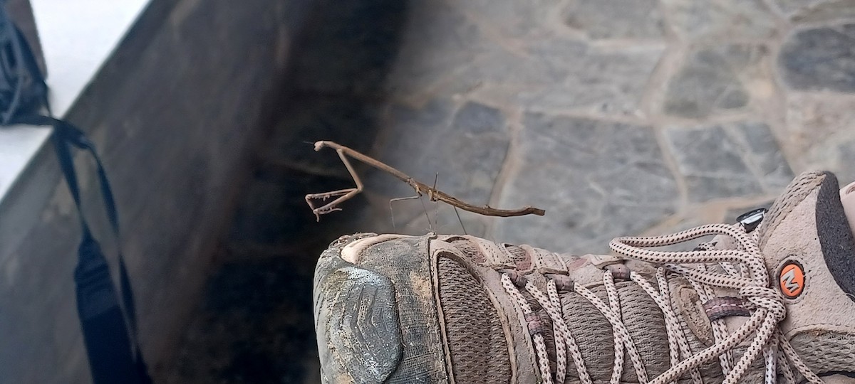 Animals - ML643635192