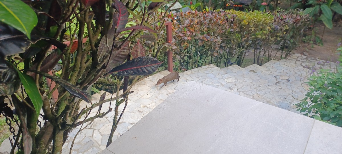 Animals - ML643635193