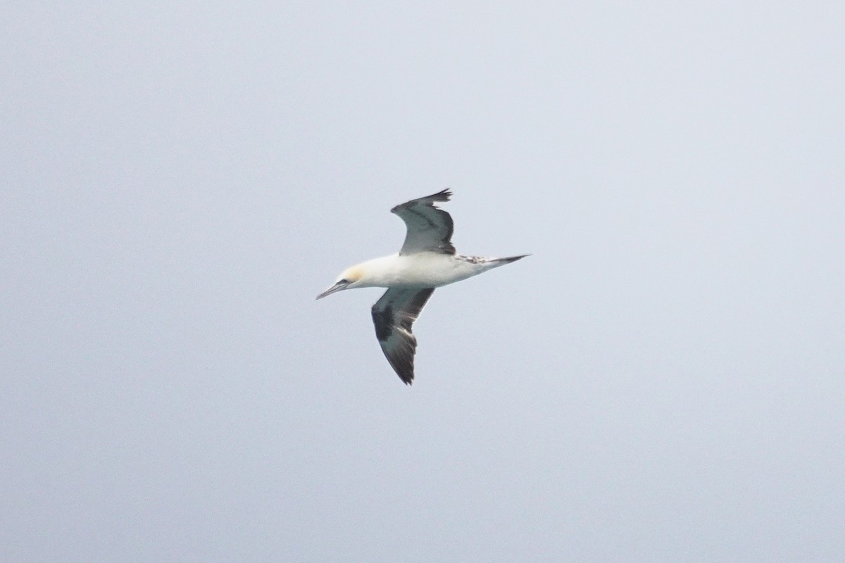 Australasian Gannet - ML643635230