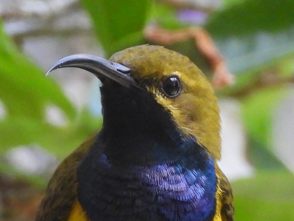 Sahul Sunbird - ML643635244