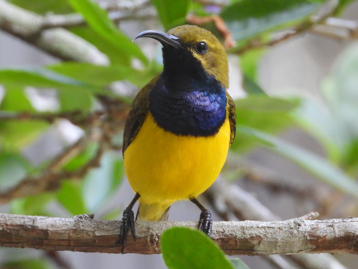 Sahul Sunbird - ML643635246
