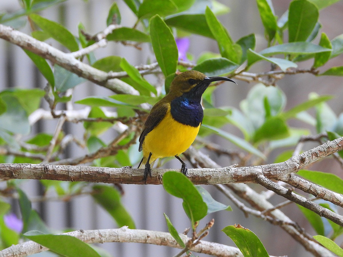 Sahul Sunbird - ML643635248