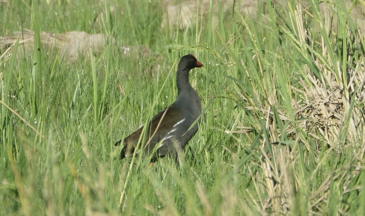 Black-backed Swamphen - ML643635254