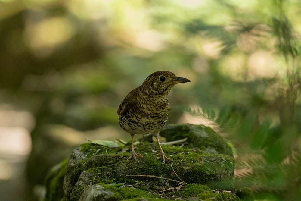 Bassian Thrush - ML643635258