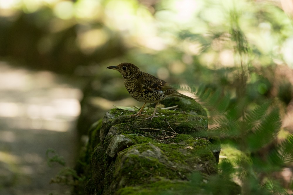 Bassian Thrush - ML643635259