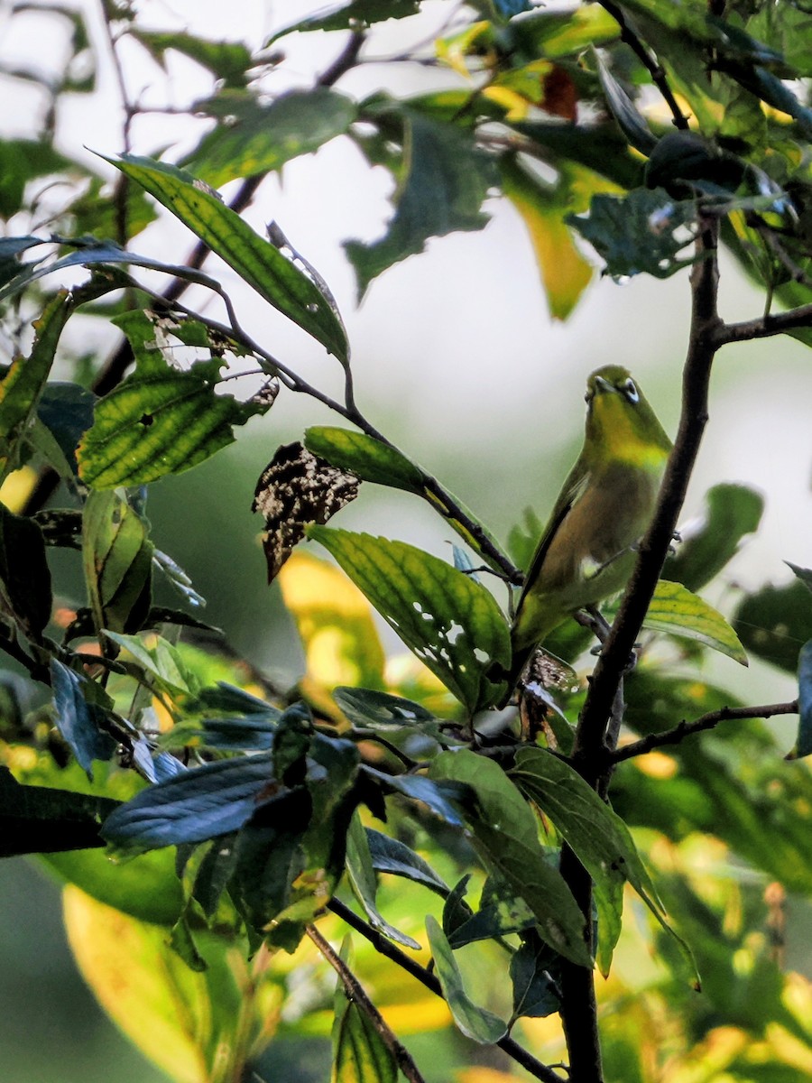 Warbling White-eye - ML643635260