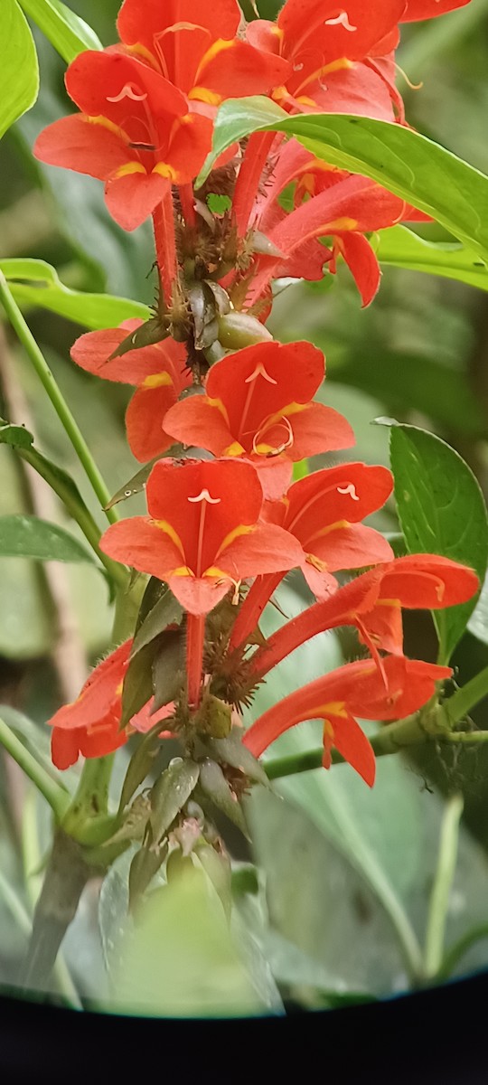 Animals - ML643635261