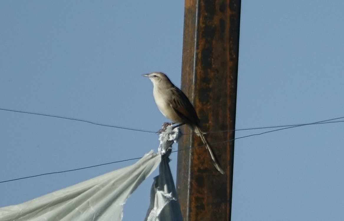 Striated Grassbird - ML643635272