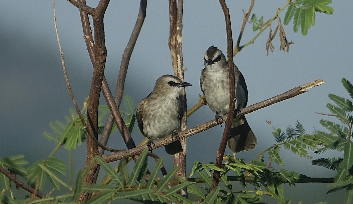 Yellow-vented Bulbul - ML643635276